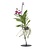 Roze Orchidee met standaard - Vanda 'Pink' - Hoogte 45-55cm