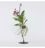 Roze Orchidee met standaard - Vanda 'Pink' - Hoogte 45-55cm
