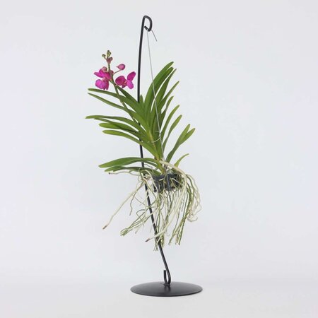 Roze Orchidee met standaard - Vanda 'Pink' - Hoogte 45-55cm