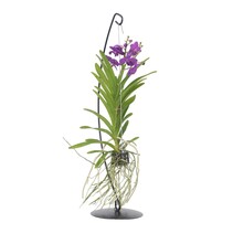Blauwe orchidee met standaard - Vanda 'Blue' - Hoogte 45-55cm