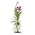 Blauwe orchidee met standaard - Vanda 'Blue' - Hoogte 45-55cm