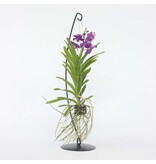Blauwe orchidee met standaard - Vanda 'Blue' - Hoogte 45-55cm