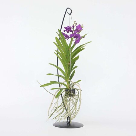 Blauwe orchidee met standaard - Vanda 'Blue' - Hoogte 45-55cm