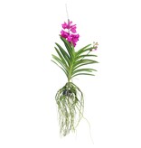 Cerice Orchidee - Vanda 'Tayanee Cerise' - Hoogte 55-65cm