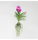 Cerice Orchidee - Vanda 'Tayanee Cerise' - Hoogte 55-65cm