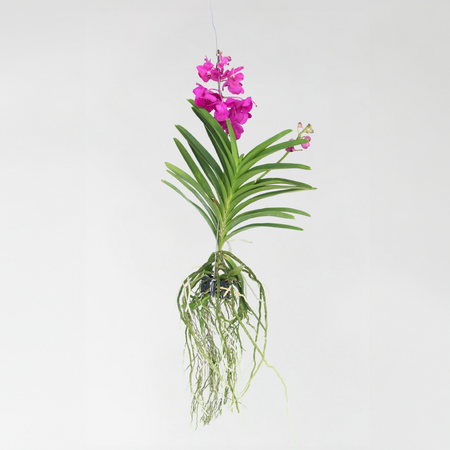 Cerice Orchidee - Vanda 'Tayanee Cerise' - Hoogte 55-65cm