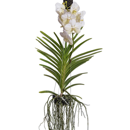 Witte Orchidee L - Vanda 'White' - Hoogte 55-65cm