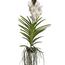 Witte Orchidee L - Vanda 'White' - Hoogte 55-65cm
