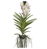Witte Orchidee L - Vanda 'White' - Hoogte 55-65cm