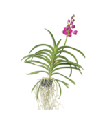 Roze Orchidee L - Vanda 'Pink' - Hoogte 55-65cm