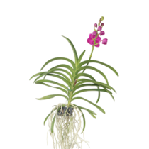 Roze Orchidee L - Vanda 'Pink' - Hoogte 55-65cm