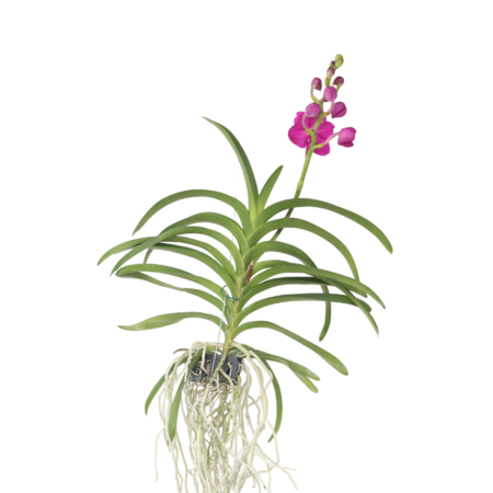 Roze Orchidee L - Vanda 'Pink' - Hoogte 55-65cm