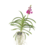 Roze Orchidee L - Vanda 'Pink' - Hoogte 55-65cm