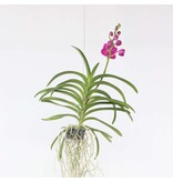 Roze Orchidee L - Vanda 'Pink' - Hoogte 55-65cm