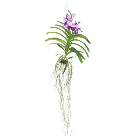 Lila Orchidee L - Vanda 'Lila' - Hoogte 55-65cm