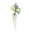 Lila Orchidee L - Vanda 'Lila' - Hoogte 55-65cm