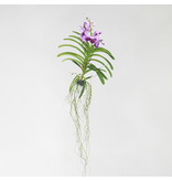 Lila Orchidee L - Vanda 'Lila' - Hoogte 55-65cm