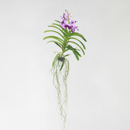Lila Orchidee L - Vanda 'Lila' - Hoogte 55-65cm