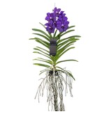 Blauwe orchidee L - Vanda 'Blue' - Hoogte 55-65cm