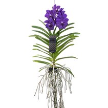 Blauwe orchidee L - Vanda 'Blue' - Hoogte 55-65cm