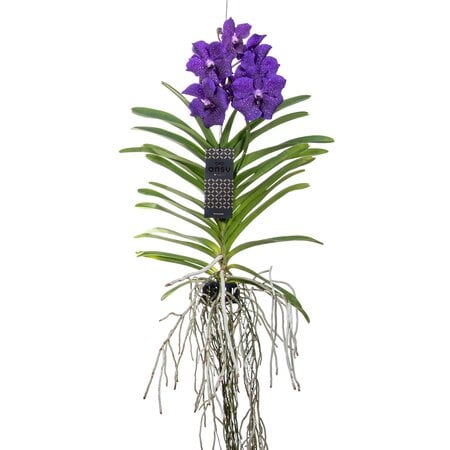 Blauwe orchidee L - Vanda 'Blue' - Hoogte 55-65cm