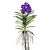 Blauwe orchidee L - Vanda 'Blue' - Hoogte 55-65cm