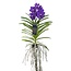 Blauwe orchidee L - Vanda 'Blue' - Hoogte 55-65cm