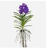 Blauwe orchidee L - Vanda 'Blue' - Hoogte 55-65cm