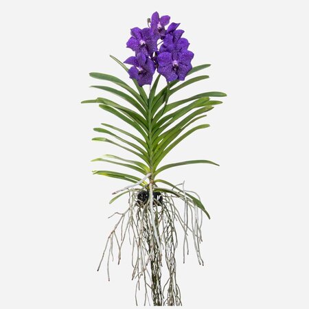 Blauwe orchidee L - Vanda 'Blue' - Hoogte 55-65cm