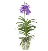 Royal Blue Orchidee - Vanda 'Magic Royal Blue' - Hoogte 90cm