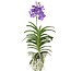 Royal Blue Orchidee - Vanda 'Magic Royal Blue' - Hoogte 90cm