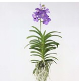 Royal Blue Orchidee - Vanda 'Magic Royal Blue' - Hoogte 90cm
