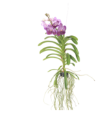 Paarse Orchidee - Vanda 'Lilac Beauty' - Hoogte 85-95cm