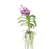 Paarse Orchidee - Vanda 'Lilac Beauty' - Hoogte 85-95cm
