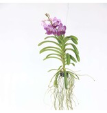 Paarse Orchidee - Vanda 'Lilac Beauty' - Hoogte 85-95cm