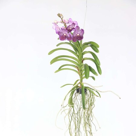 Paarse Orchidee - Vanda 'Lilac Beauty' - Hoogte 85-95cm