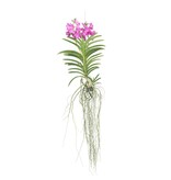 Roze Orchidee XXL - Vanda 'Pink' - Hoogte 90cm