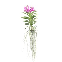 Roze Orchidee XXL - Vanda 'Pink' - Hoogte 90cm