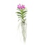 Roze Orchidee XXL - Vanda 'Pink' - Hoogte 90cm