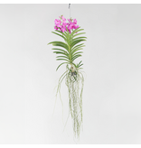 Roze Orchidee XXL - Vanda 'Pink' - Hoogte 90cm