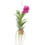 Orchidee - Vanda 'Pink' - Hoogte 45-55cm - ⌀12cm