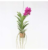 Orchidee - Vanda 'Pink' - Hoogte 45-55cm - ⌀12cm