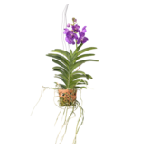 Orchidee - Vanda 'Blue' - Hoogte 45-55cm - ⌀12cm