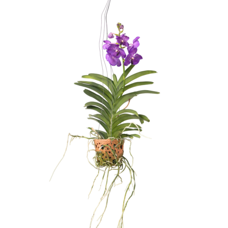 Orchidee - Vanda 'Blue' - Hoogte 45-55cm - ⌀12cm