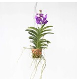 Orchidee - Vanda 'Blue' - Hoogte 45-55cm - ⌀12cm