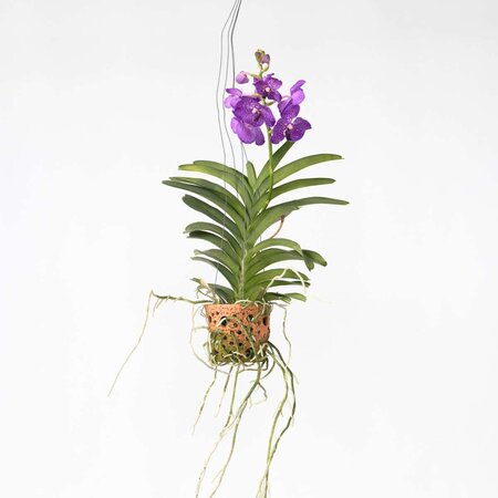 Orchidee - Vanda 'Blue' - Hoogte 45-55cm - ⌀12cm