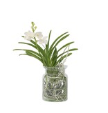 Witte Orchidee met vaas - Vanda 'White' - Hoogte 40-50cm - ⌀14cm