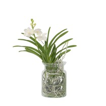 Witte Orchidee met vaas - Vanda 'White' - Hoogte 40-50cm - ⌀14cm