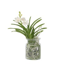 Witte Orchidee met vaas - Vanda 'White' - Hoogte 40-50cm - ⌀14cm