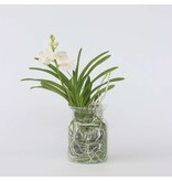 Witte Orchidee met vaas - Vanda 'White' - Hoogte 40-50cm - ⌀14cm